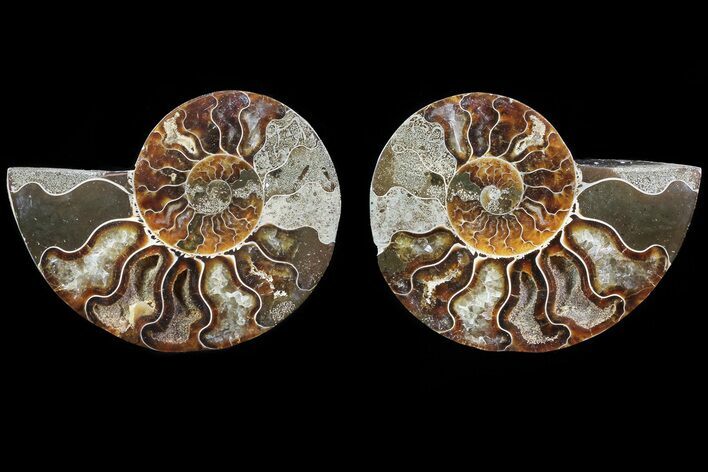 Cut & Polished Ammonite Fossil - Agatized #82328